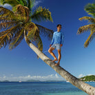 Mens Pink House swim trunks : PALM STRIPE - NAVY climbing Palm trees, Britannia Bay Mustique